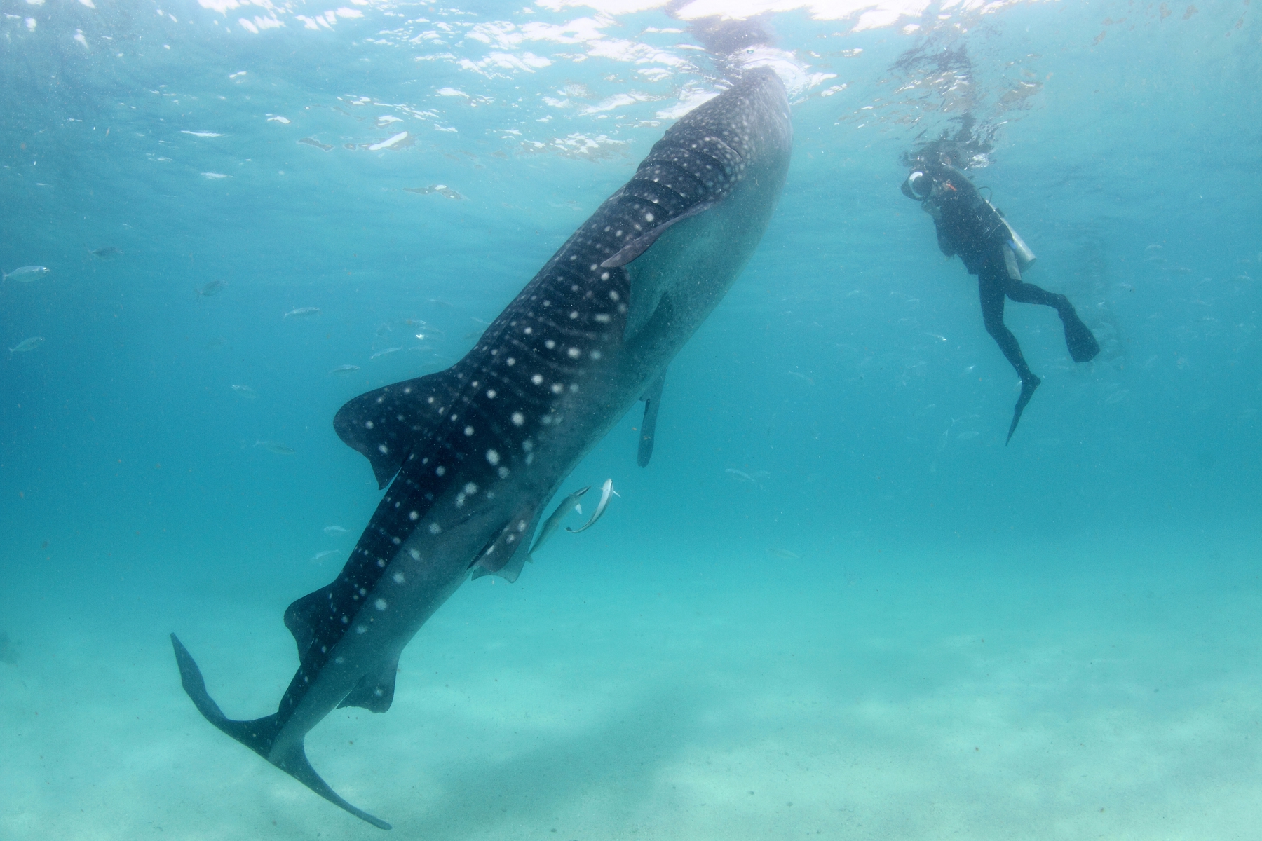 Swim with whale sharks in Ningaloo on a wildlife tour