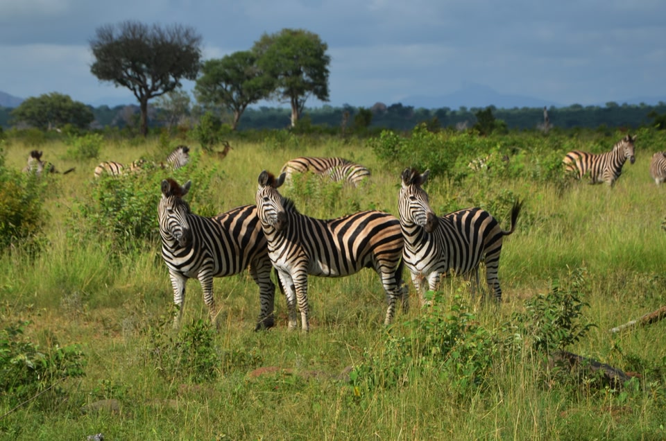 Reisen, die euer Leben verändern werden: Safari in Afrika