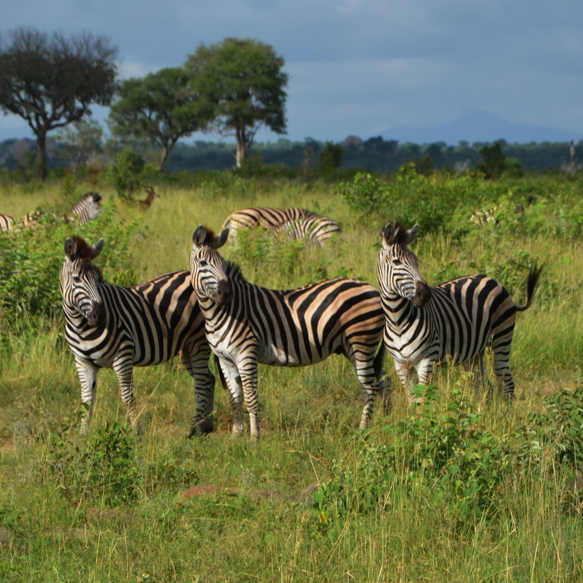 Reisen, die euer Leben verändern werden: Safari in Afrika