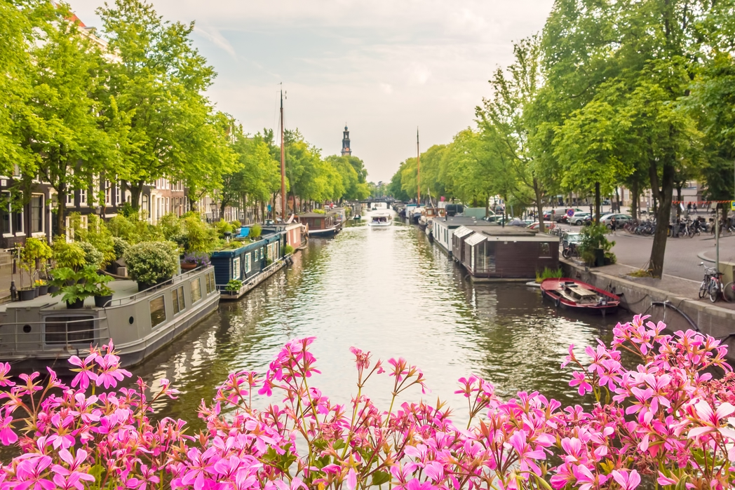 Pink flowers with green trees and boats along the canal in Amsterdam.