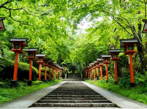 camino concreto entre árboles verdes