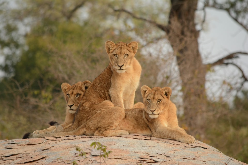 Immagine di un Safari in Africa, e in particolare in Sudafrica