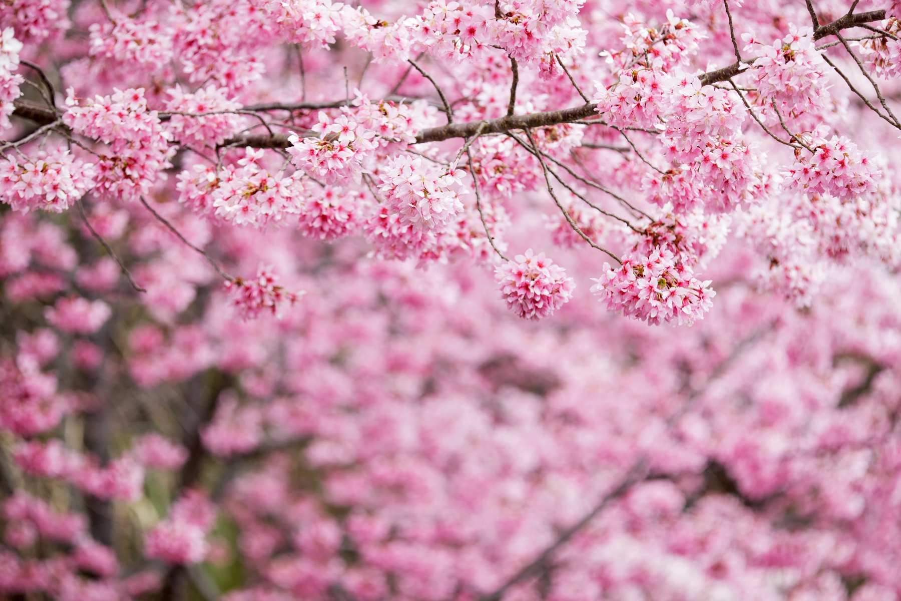 陽明山國家公園四季皆美