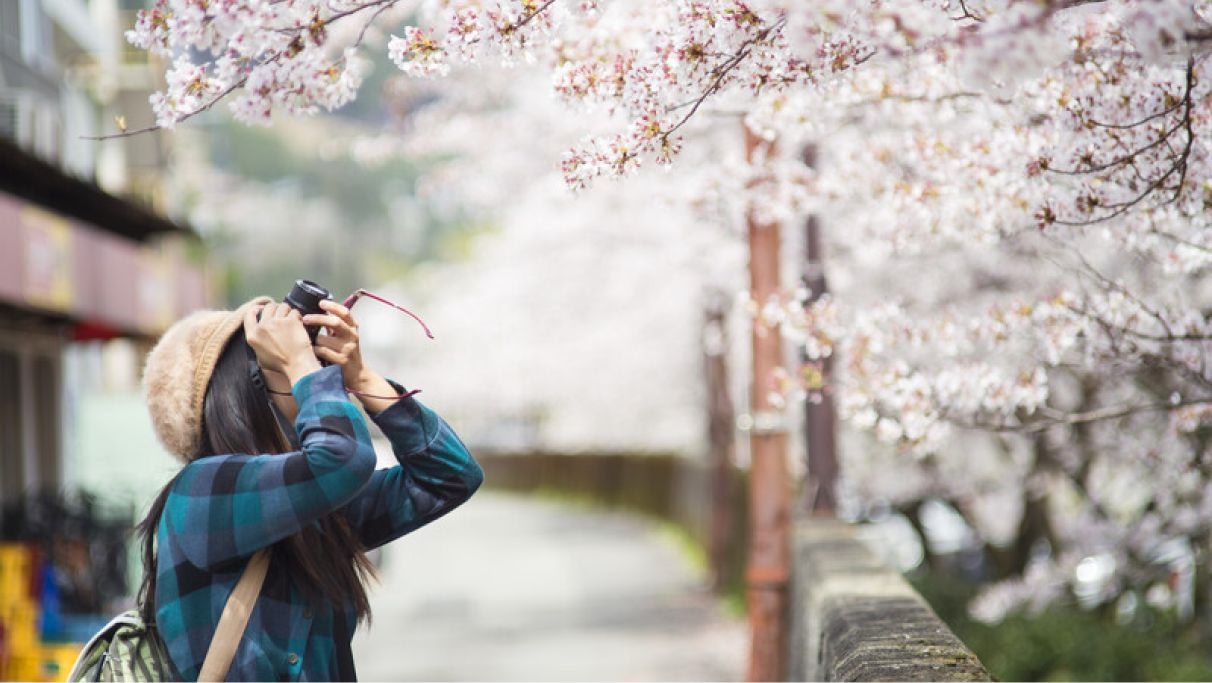 Une personne en train de photographier des fleurs de cerisier