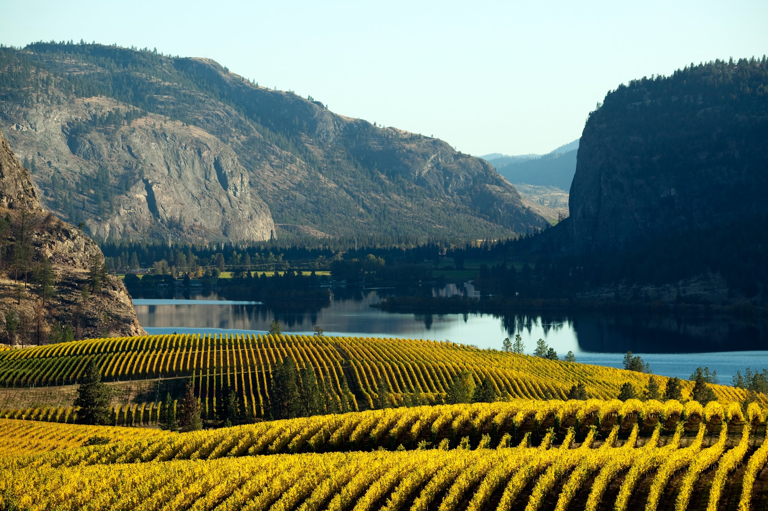yellow grape leaves in blue mountain vineyard with Mcintyre Bluff trail in the background autumn colours.