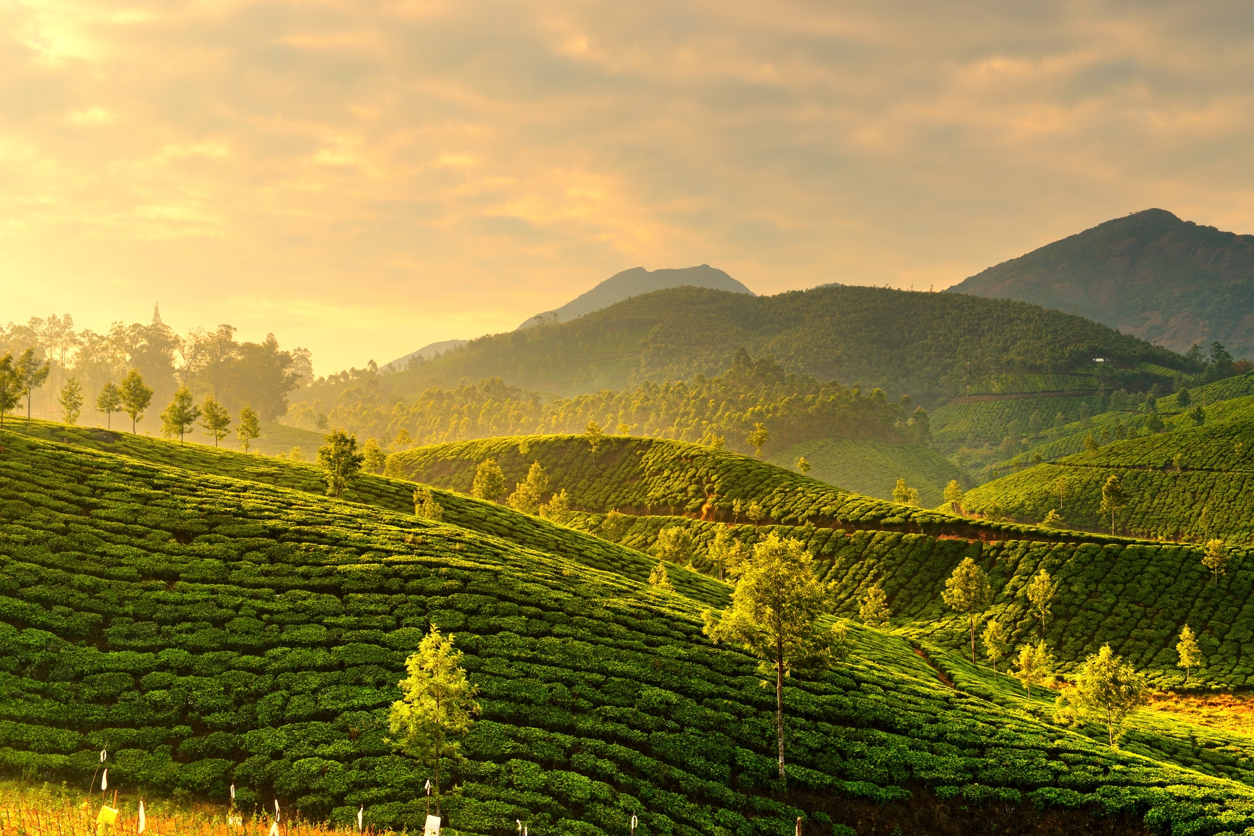 Tea plantations in Kerala, India