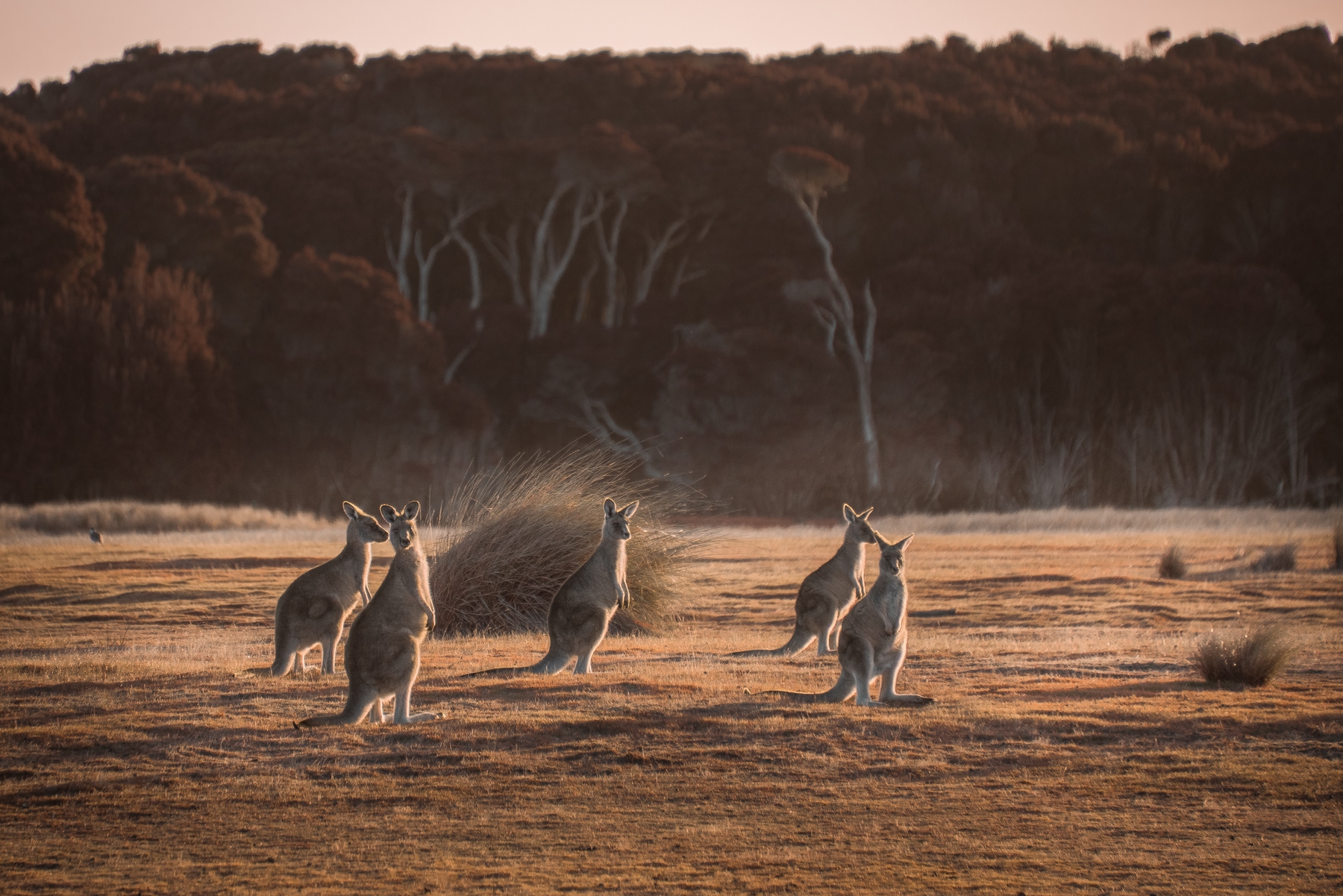 Narawntapu National Park is rich in both Aboriginal and European heritage, as well as offering the visitor a unique opportunity to discover some of the animals that make Tasmania a haven for wildlife.