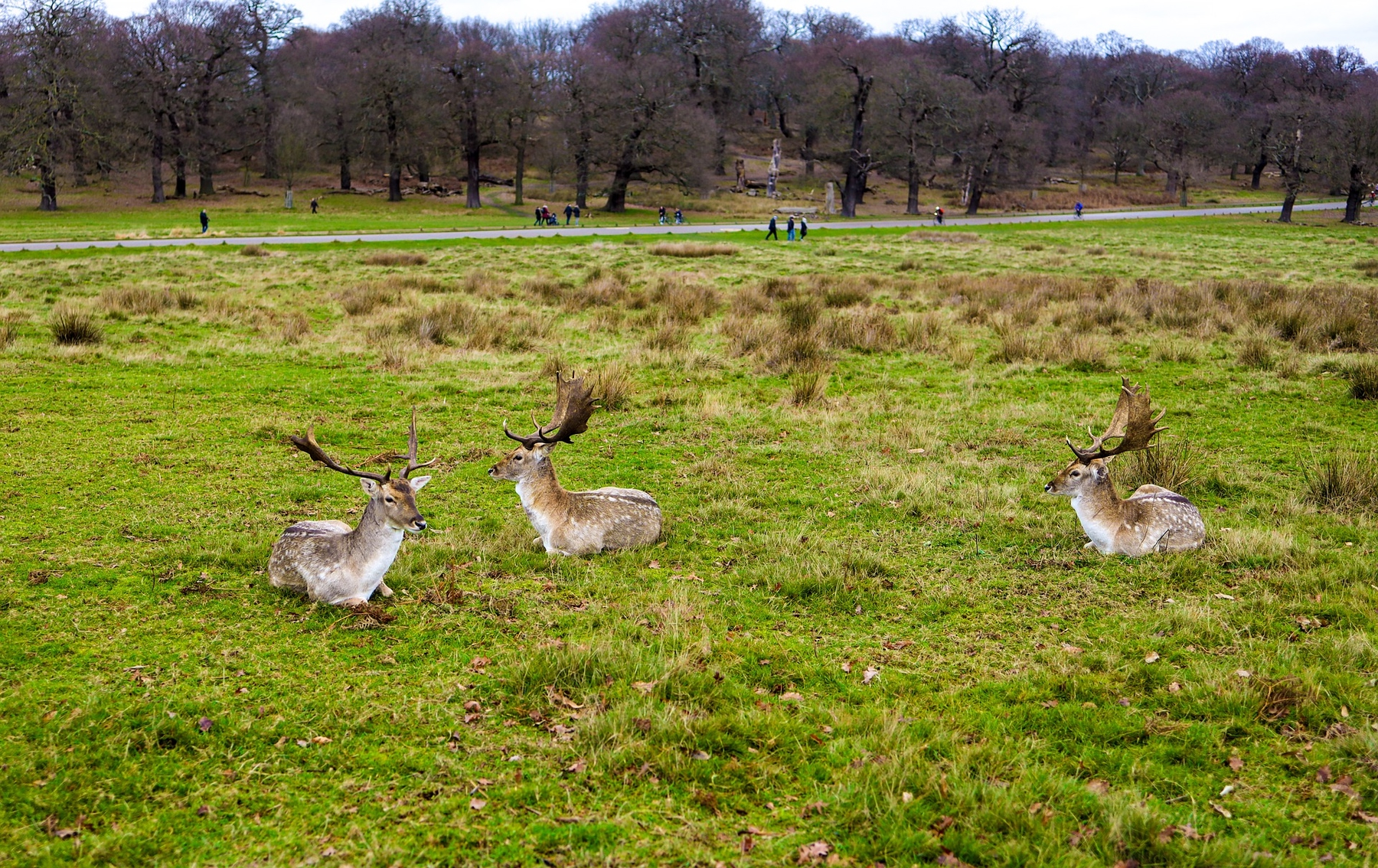 Deer herd in Richmond Park with walkers strolling along a tree-lined path in the background