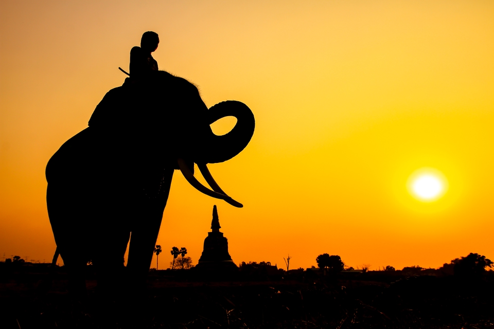 elephant and kid