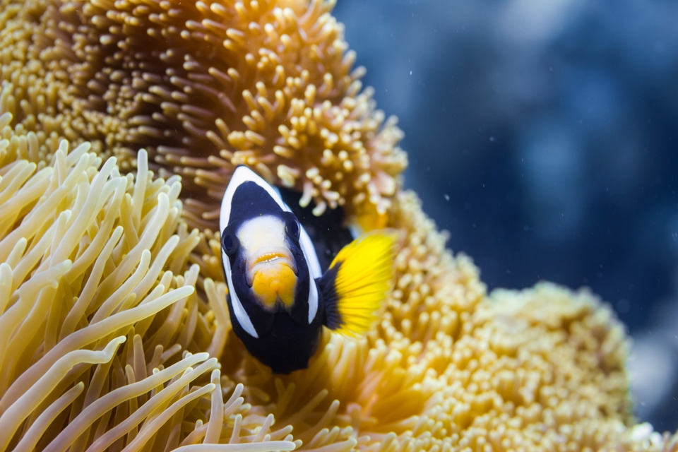 Snorkeling Martinique