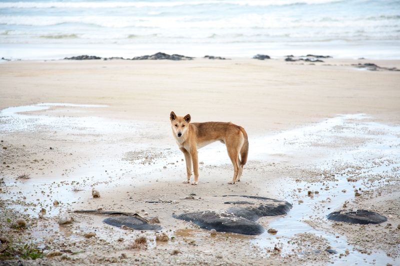 Dingo, Fraser Island, Australia