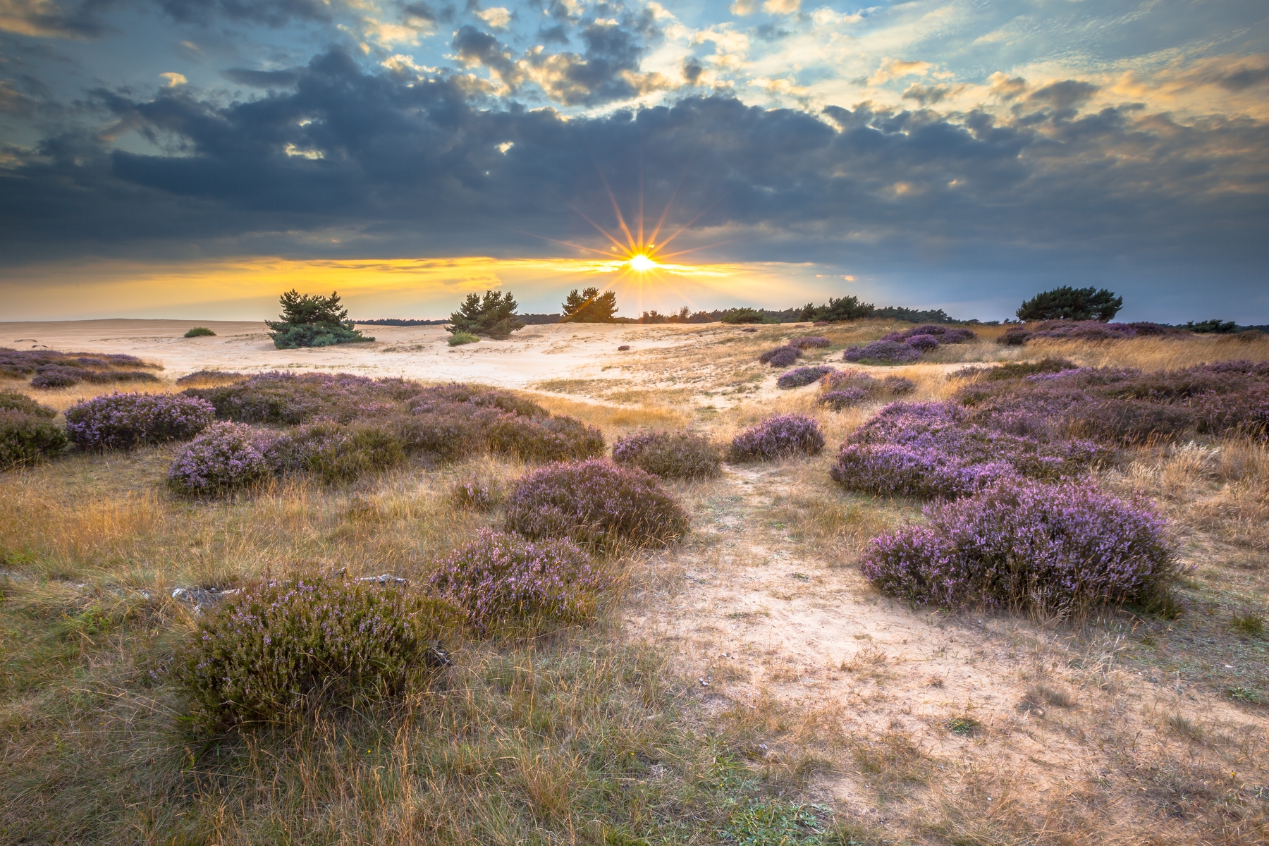 Hoge Veluwe Gelderland