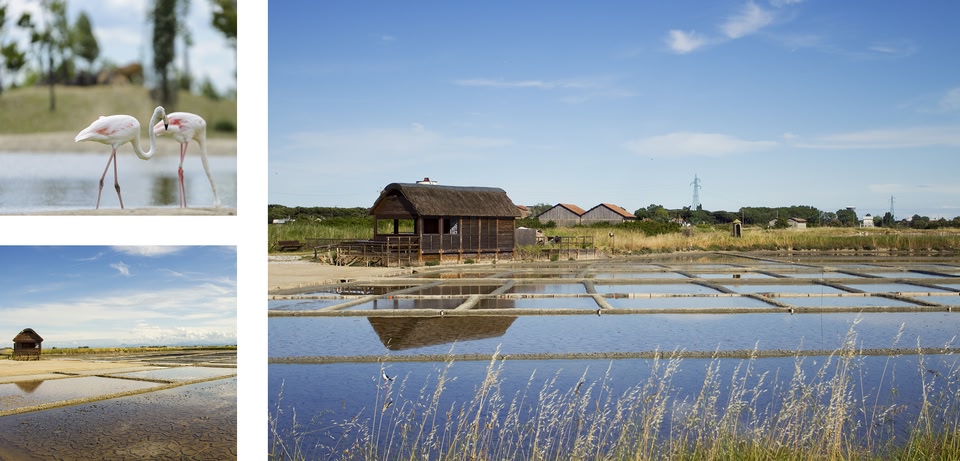 Collage di immagini: fenicotteri nell'acqua e una salina con una piccola capanna e riflessi nell'acqua.