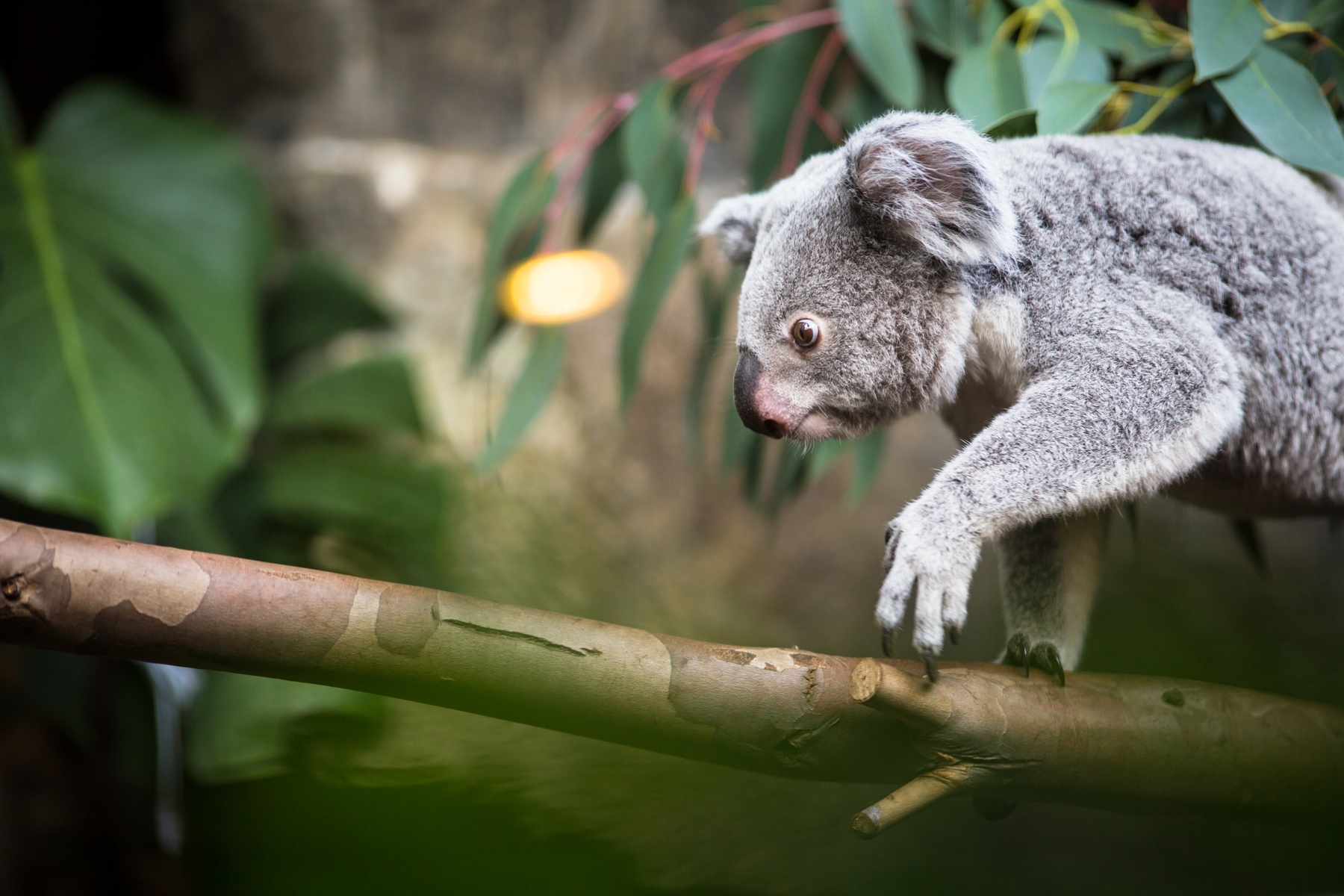 Koala in Queensland