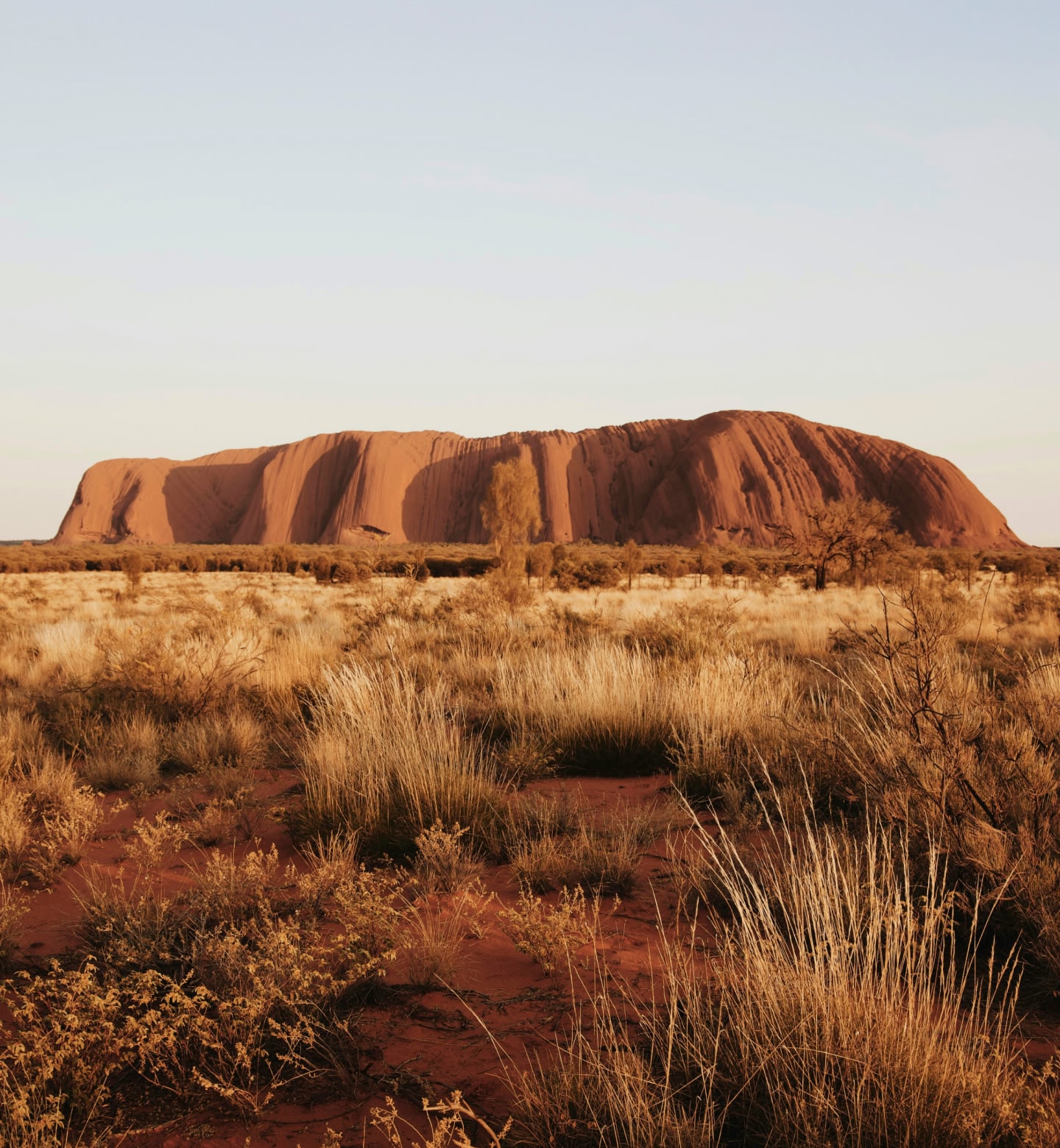 オーストラリア中央部、砂漠の柔らかい夕陽に輝くウルルの巨大な赤い岩。