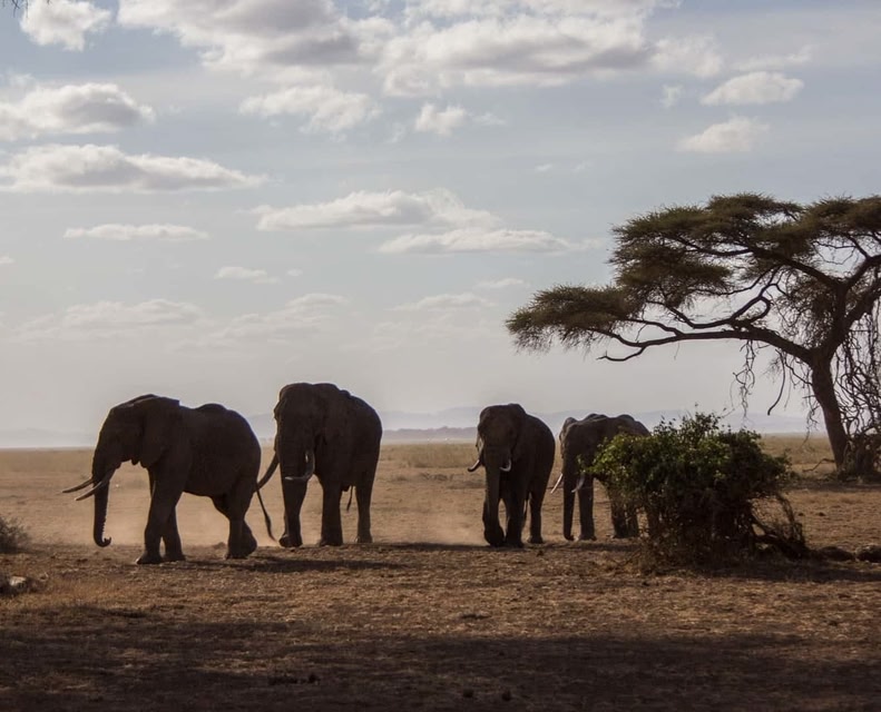 Elephants in Kenya