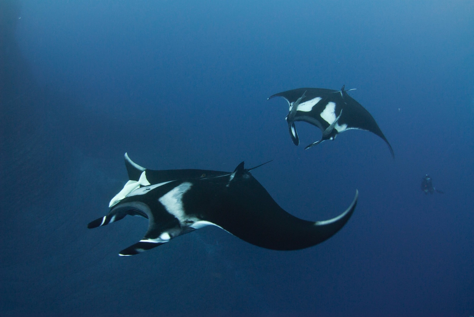 Two manta rays swimming in the ocean