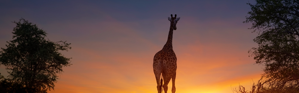 Quando andare in Kenya: il periodo migliore per mare e safari in Africa ...