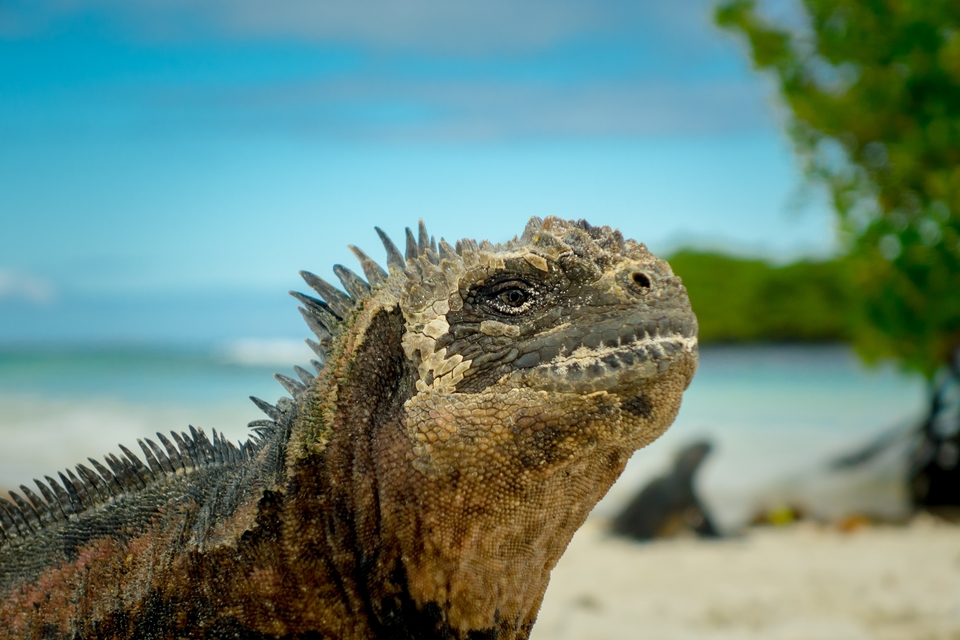 närbild på ödla av arten Leguan i galapagosöarna