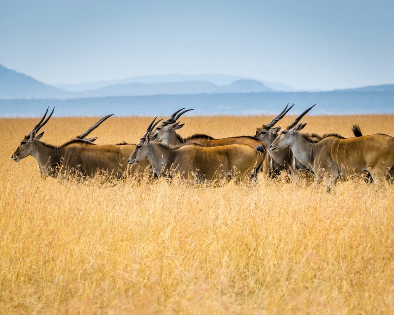 Immagine di un Safari in Africa, e in particolare in Kenya