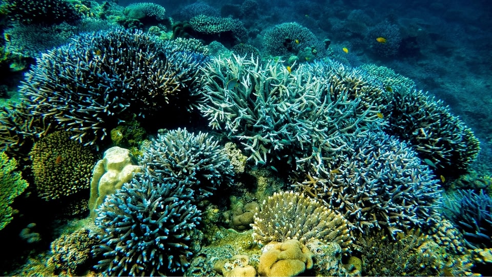 Underwater view of dense, blue-hued coral formations