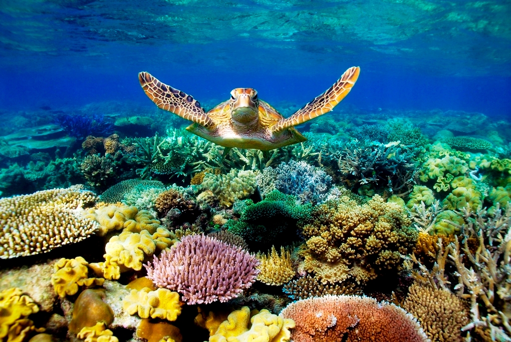 Bucket list destinations: Great Barrier Reef