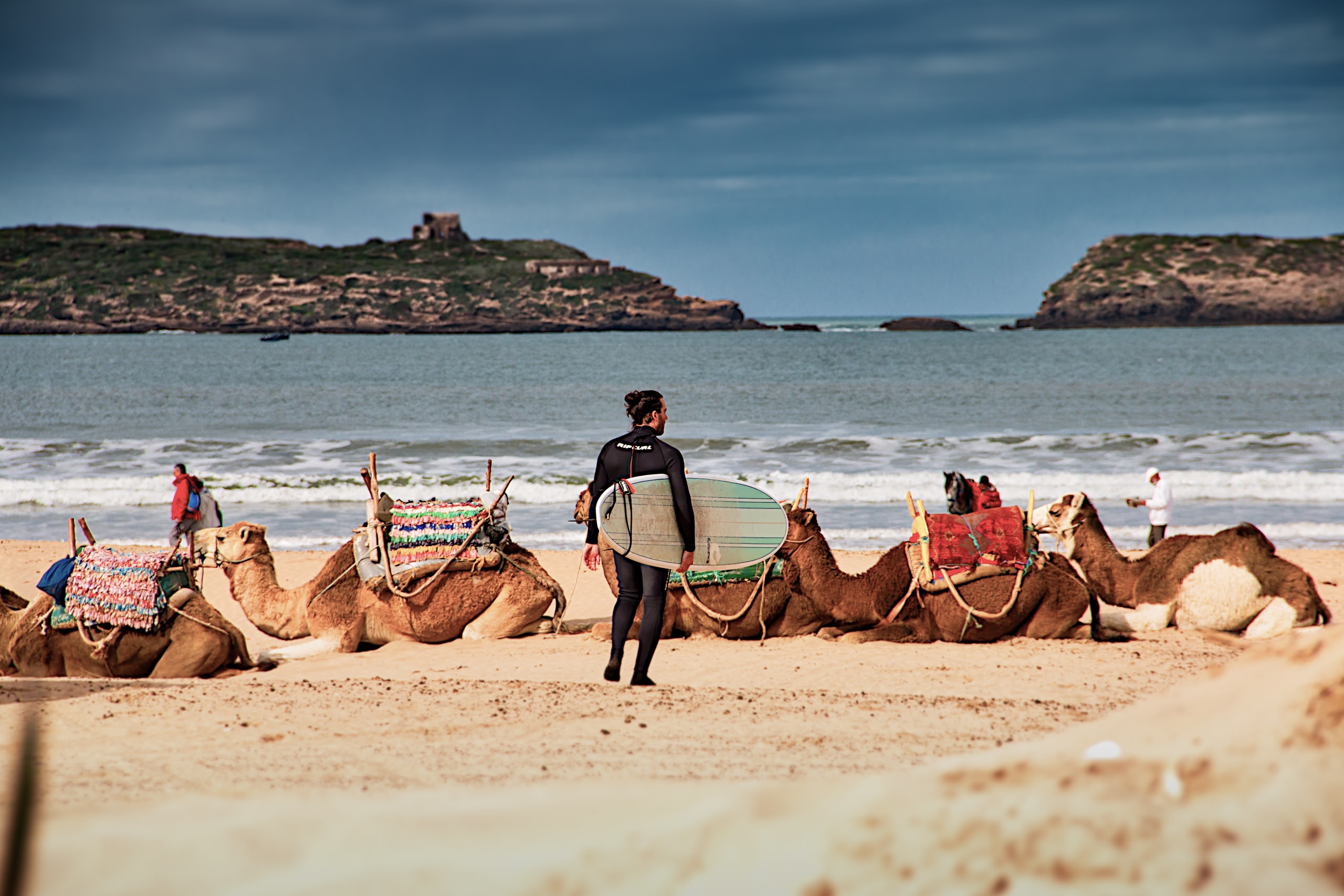 Several camels lying down on a beach. A person is walking towards the shore carrying a surf board. 