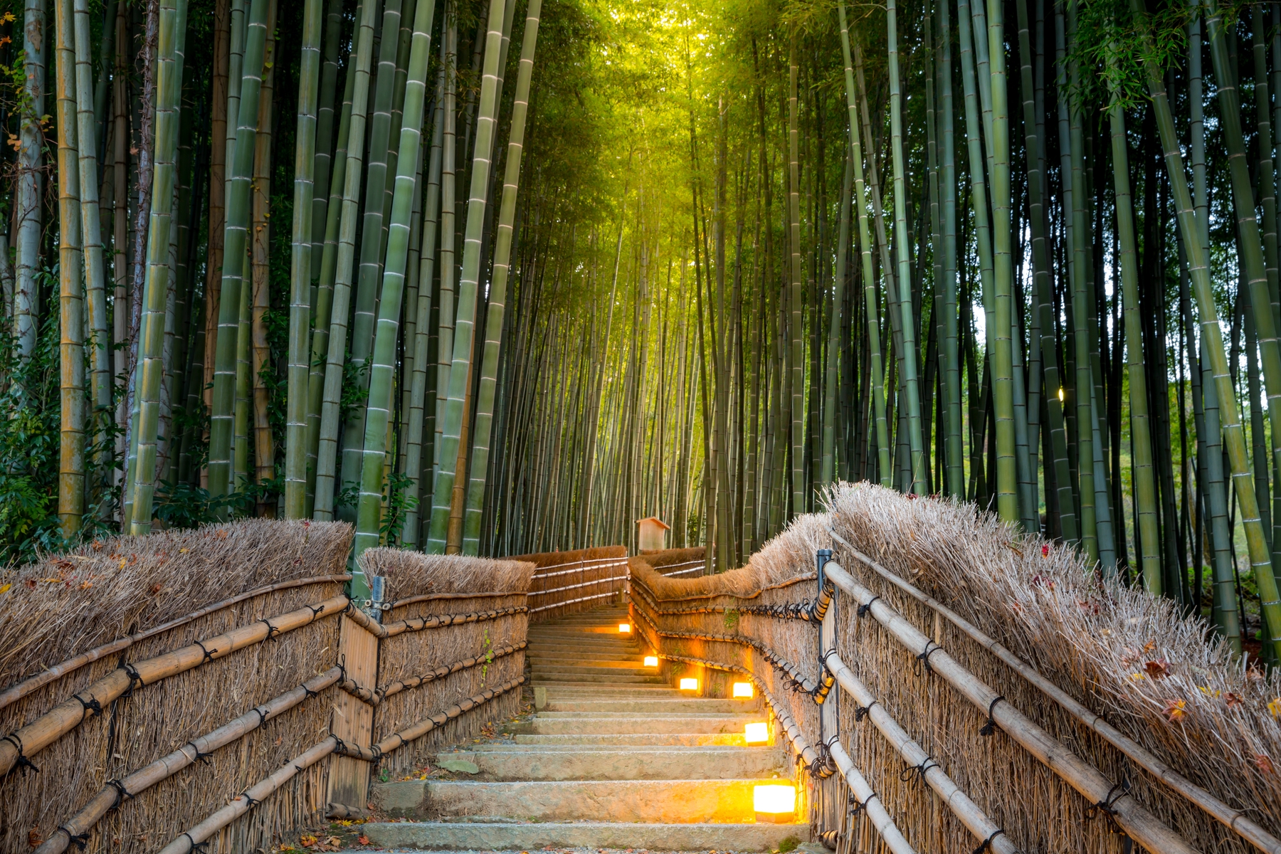 Fascinante bosque de bambu em Quioto, Japão.