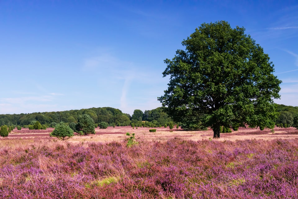 Die schönsten Naturwunder Deutschlands: Lüneburger Heide