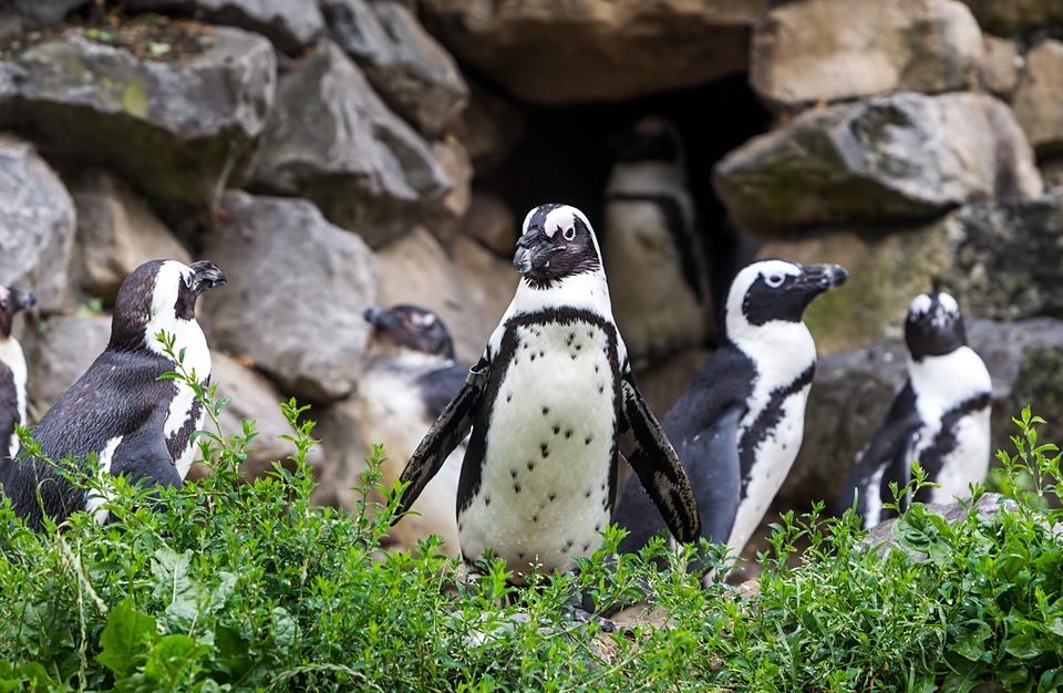 Dublin Zoo - Penguins