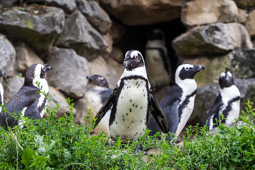 Dublin Zoo - Penguins