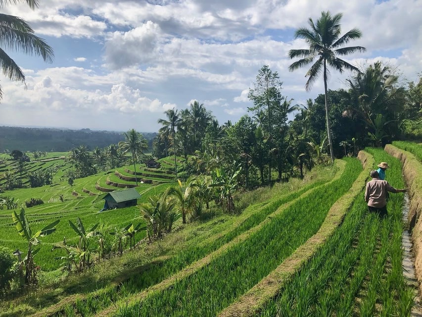 Rice terraces of Bali