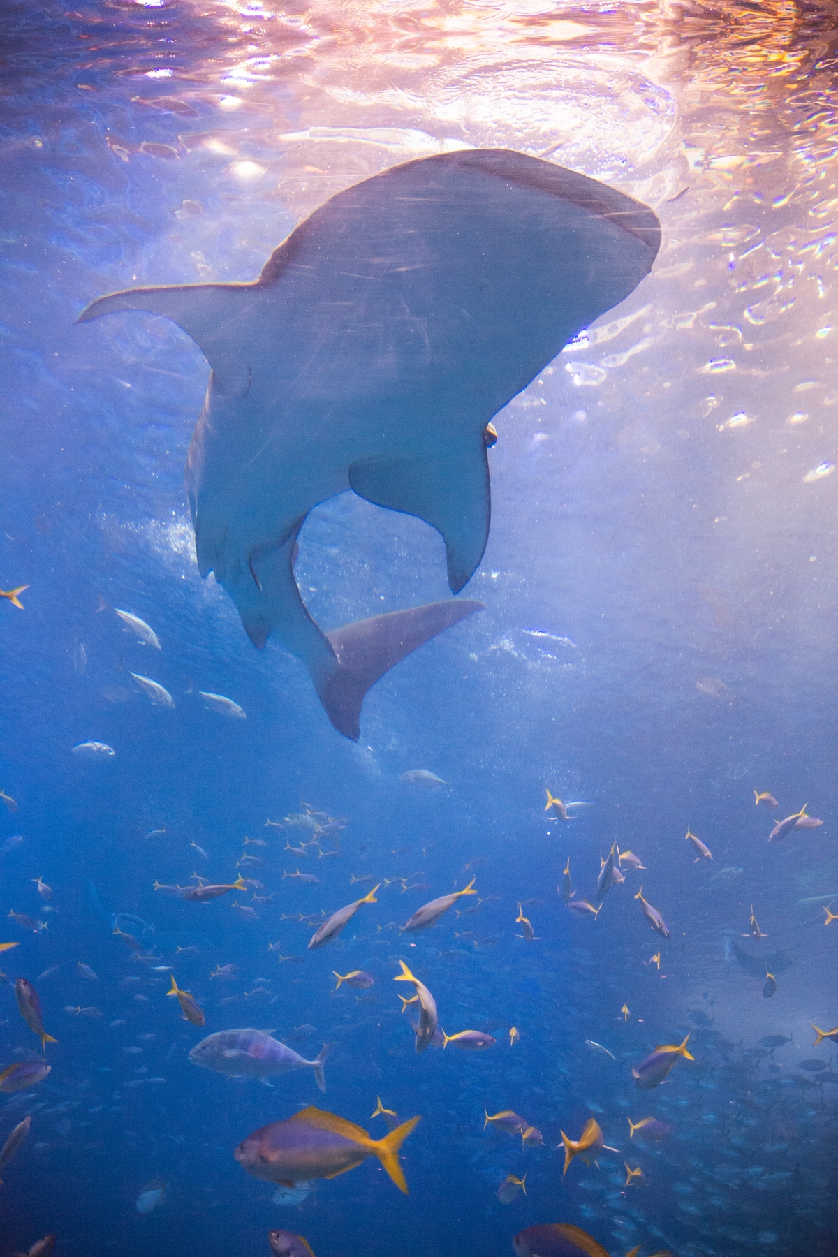 A white shark in the Philippines