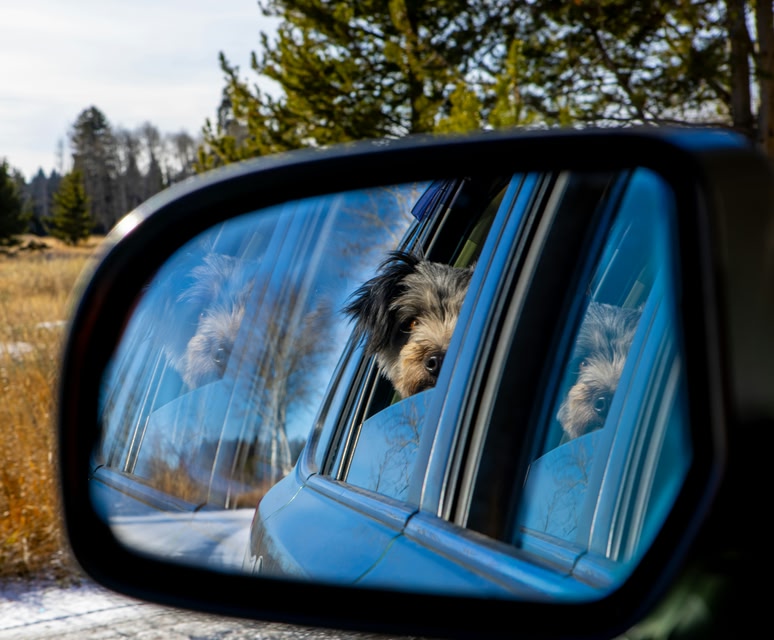 A photo of a dog on a roadtrip