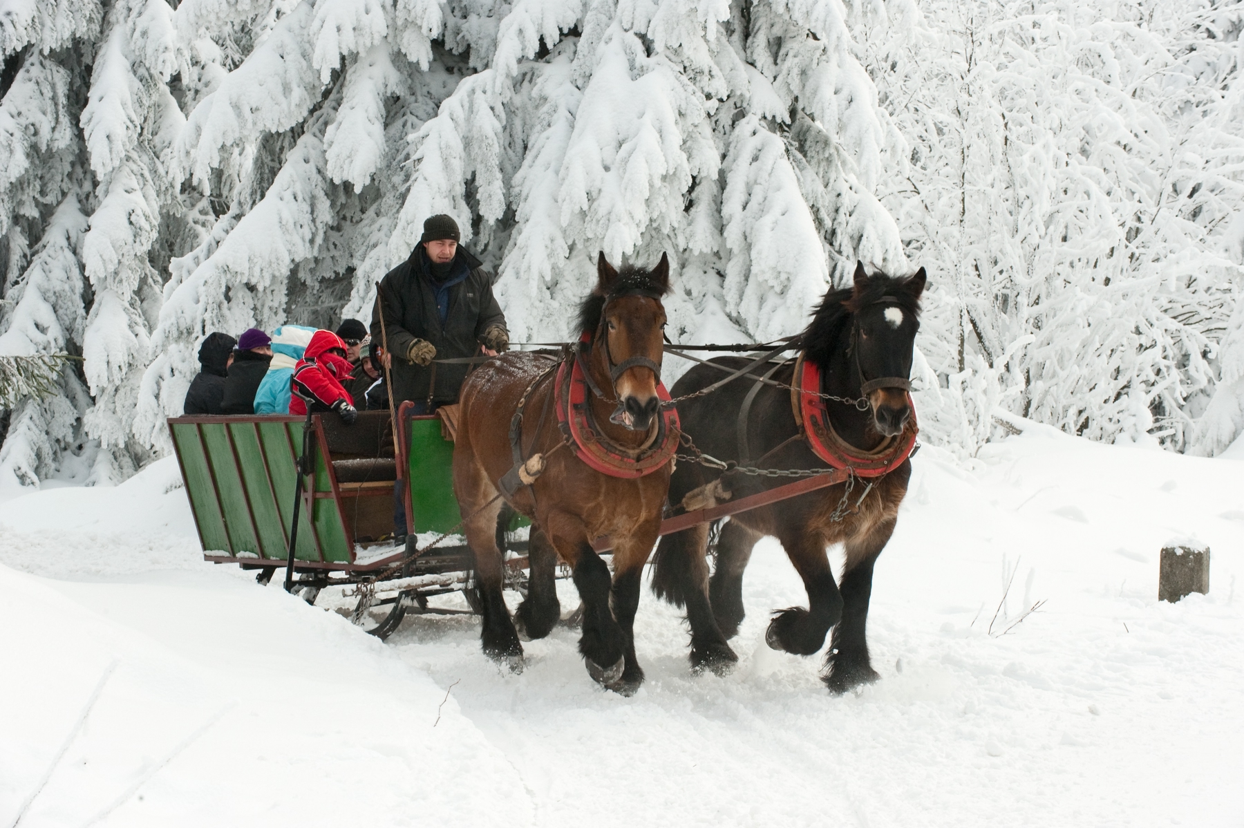 Pferdekutschenfahrten im Thüringer Wald