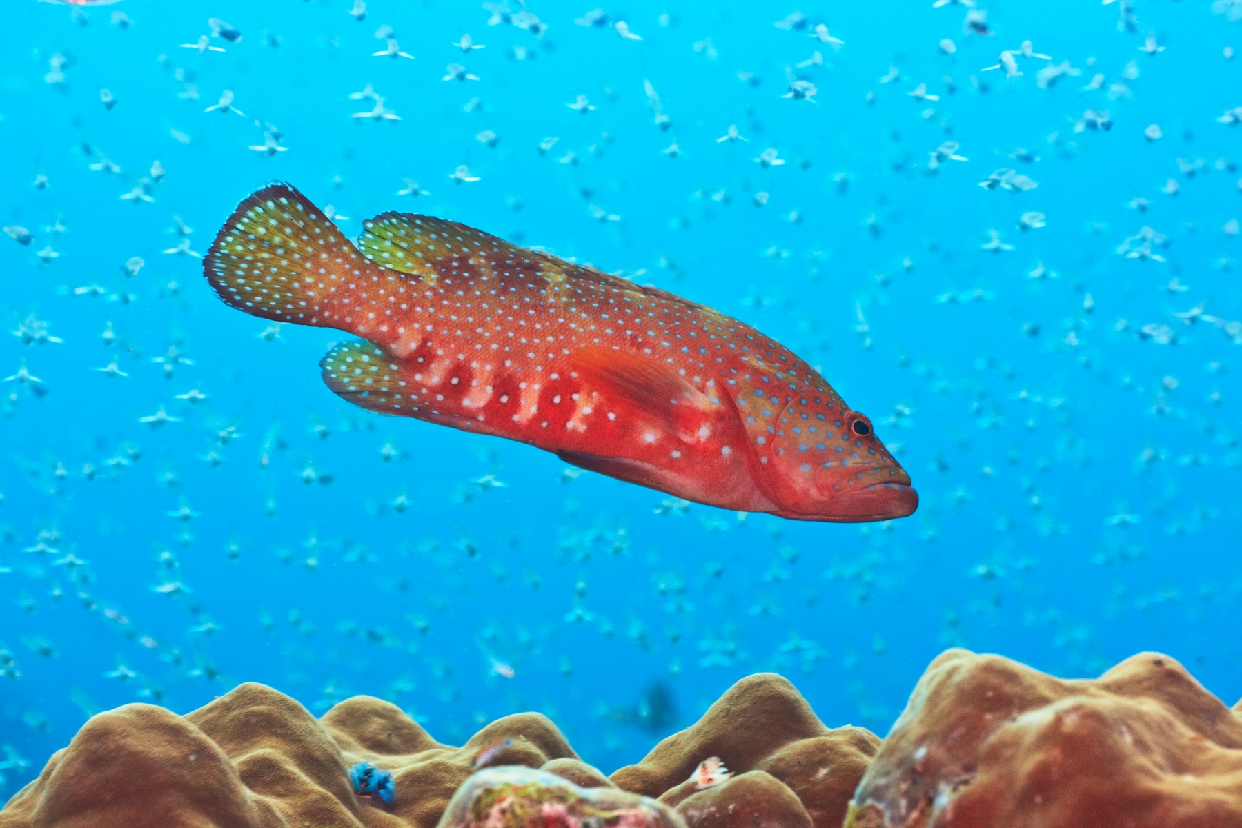 Fish in south packery channel in texas