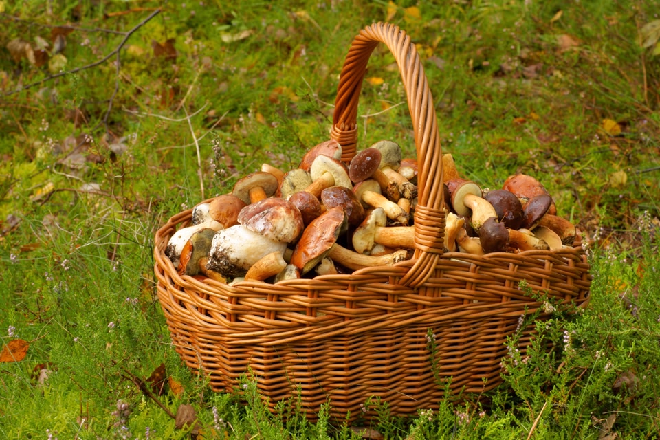 W grzybowym królestwie: Bory Tucholskie