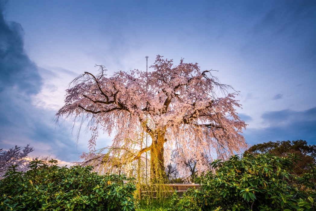 Cherry blossoms in Japan