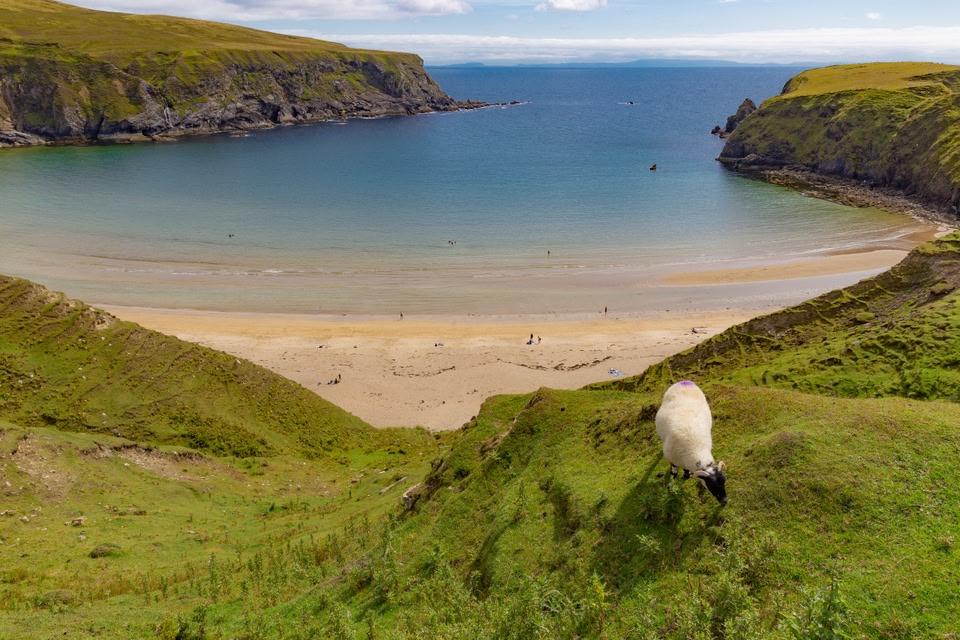 Looking out to sea at Donegal with a sandy beach, and a view of a sheep grazing in the foreground.