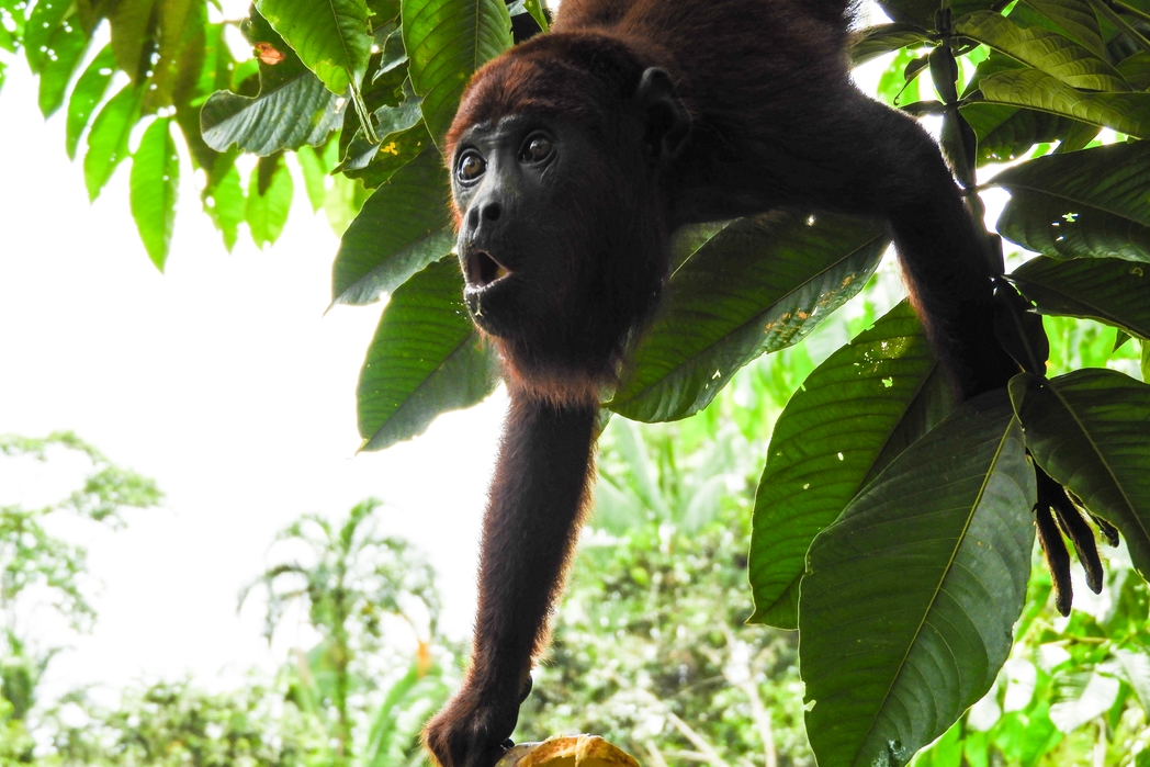 A cute monkey in the rainforest near Leticia - an Amazon Colombia trip