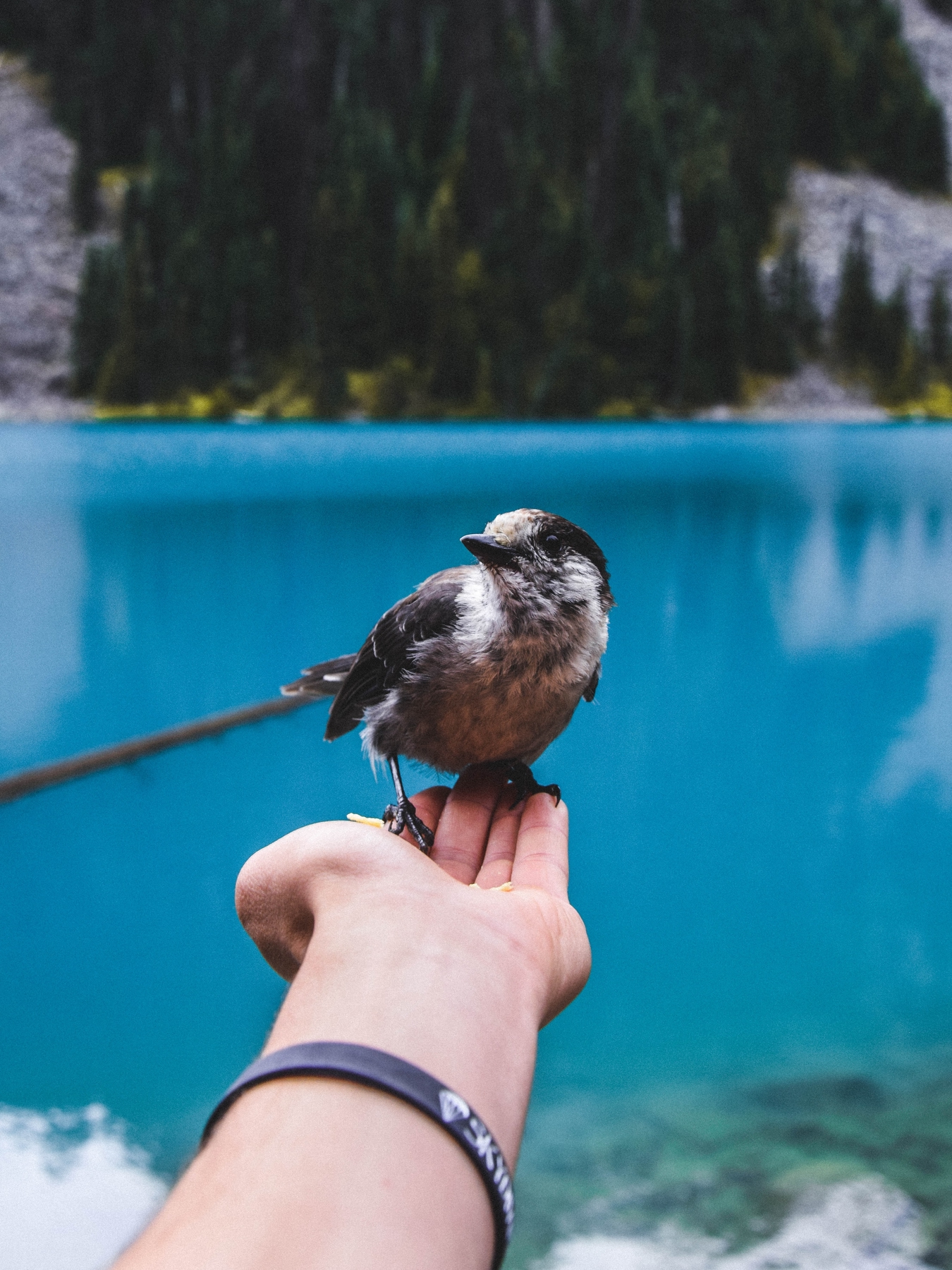 bird and lake