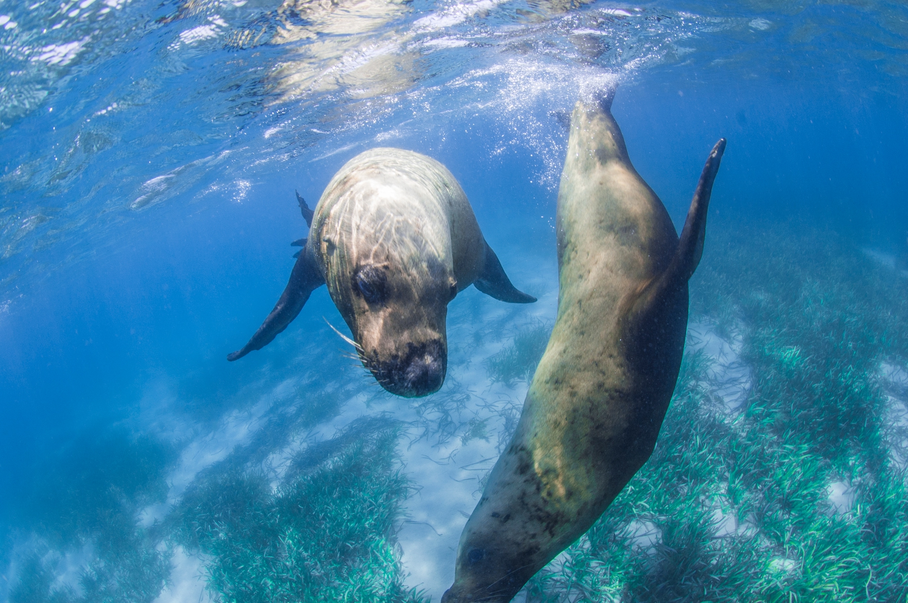 sea lions in Eyre Peninsula