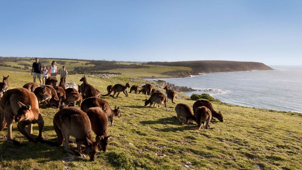 Kangaroo Island has dog on-lead beaches well worth visiting