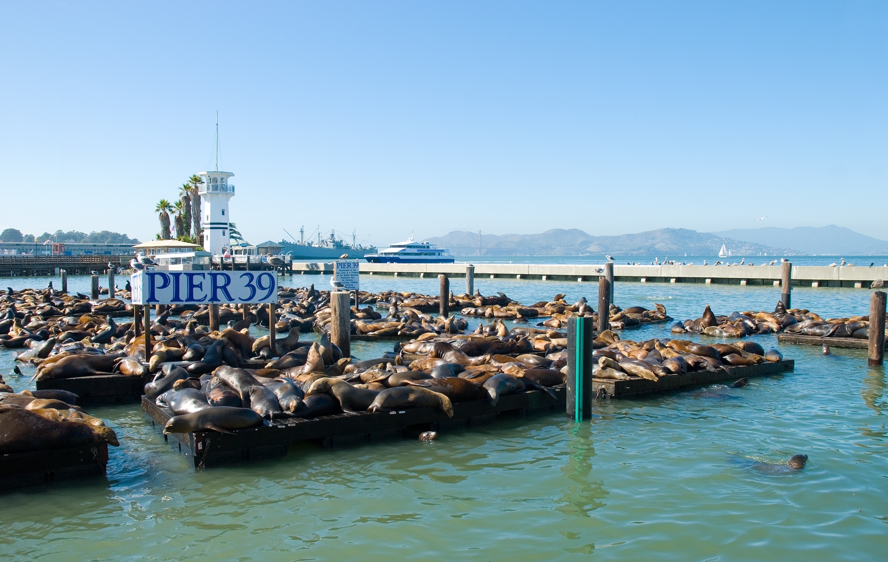 Sea lions lounging at Pier 39