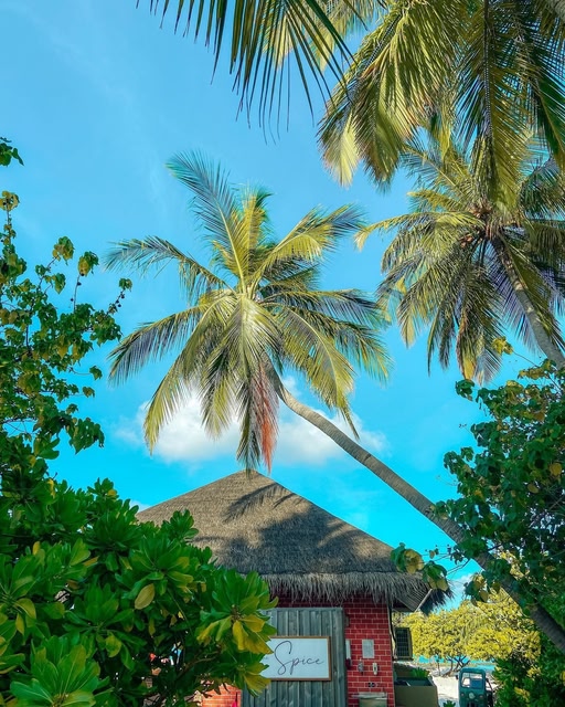 les palmiers au dessus d'une structure aux Maldives