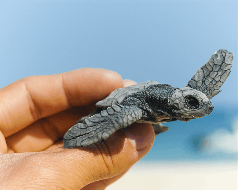 A picture of someone holding a baby turtle 