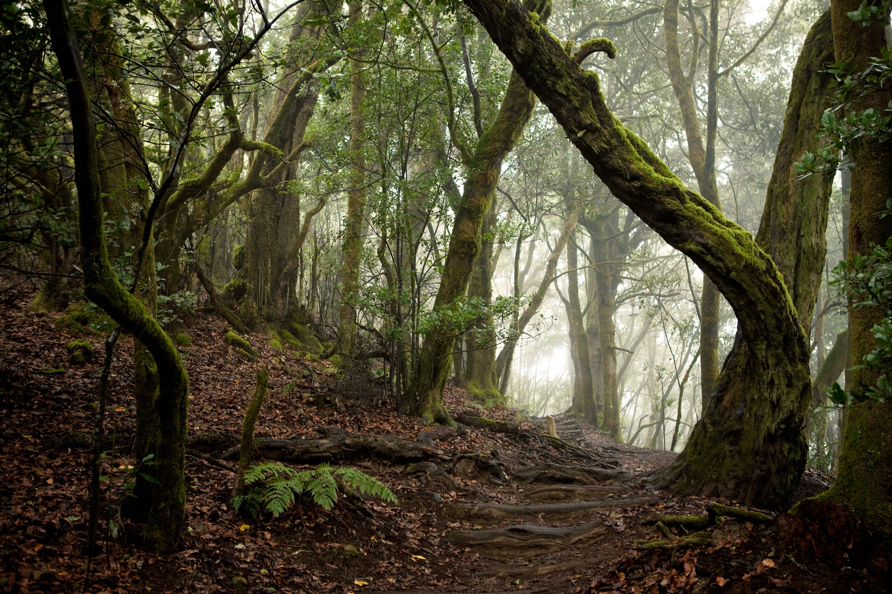 The ancient laurel forests of La Gomera island are a must for your Canary islands travel