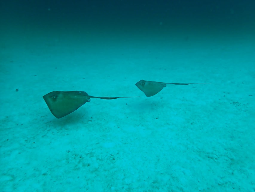 Stachelrochen auf Barbados