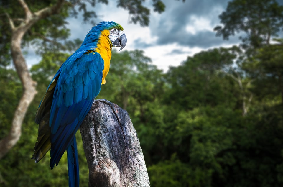 Die schönsten Reiseziele in Südamerika: Amazonas, nördliches Südamerika