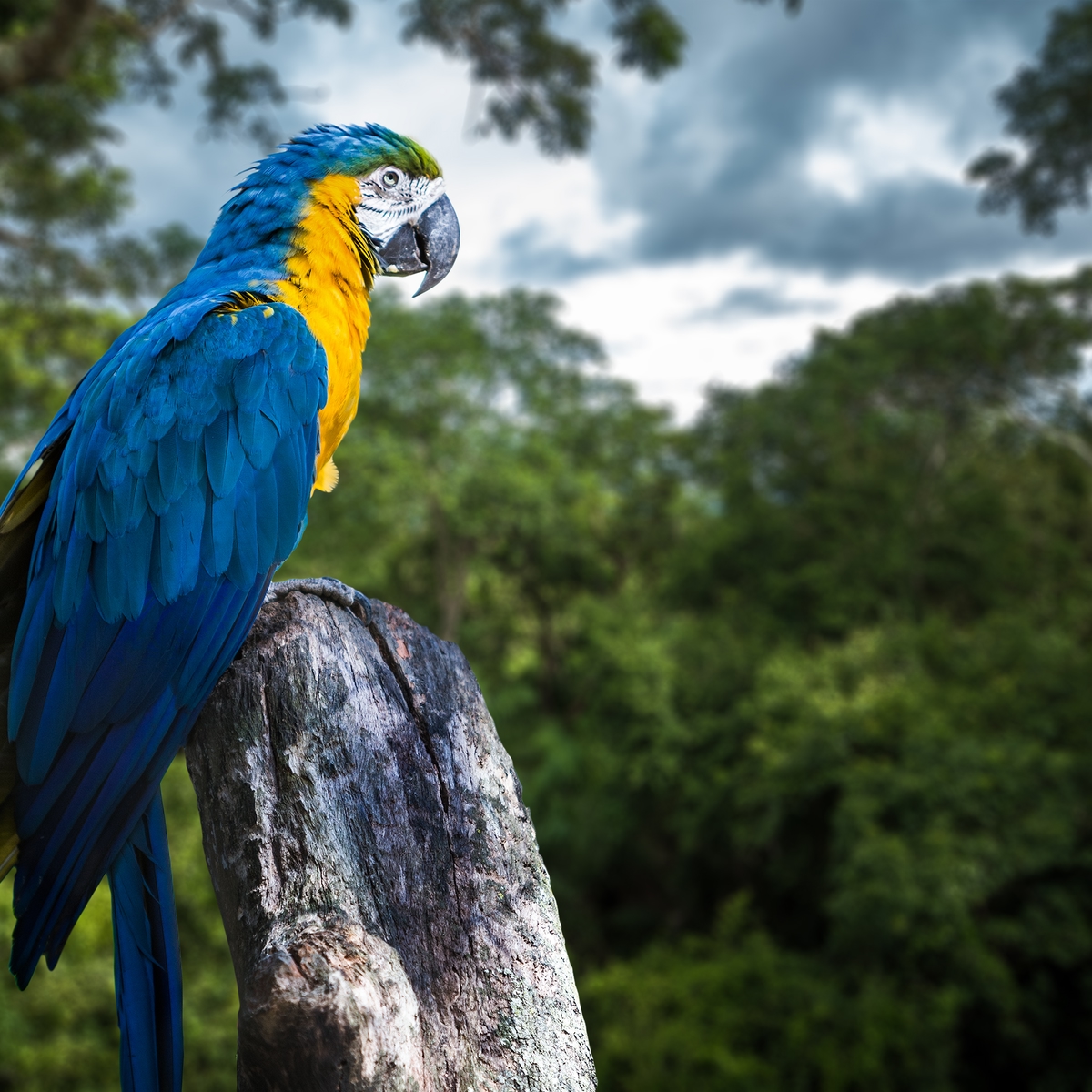 Die schönsten Reiseziele in Südamerika:  Amazonas, nördliches Südamerika